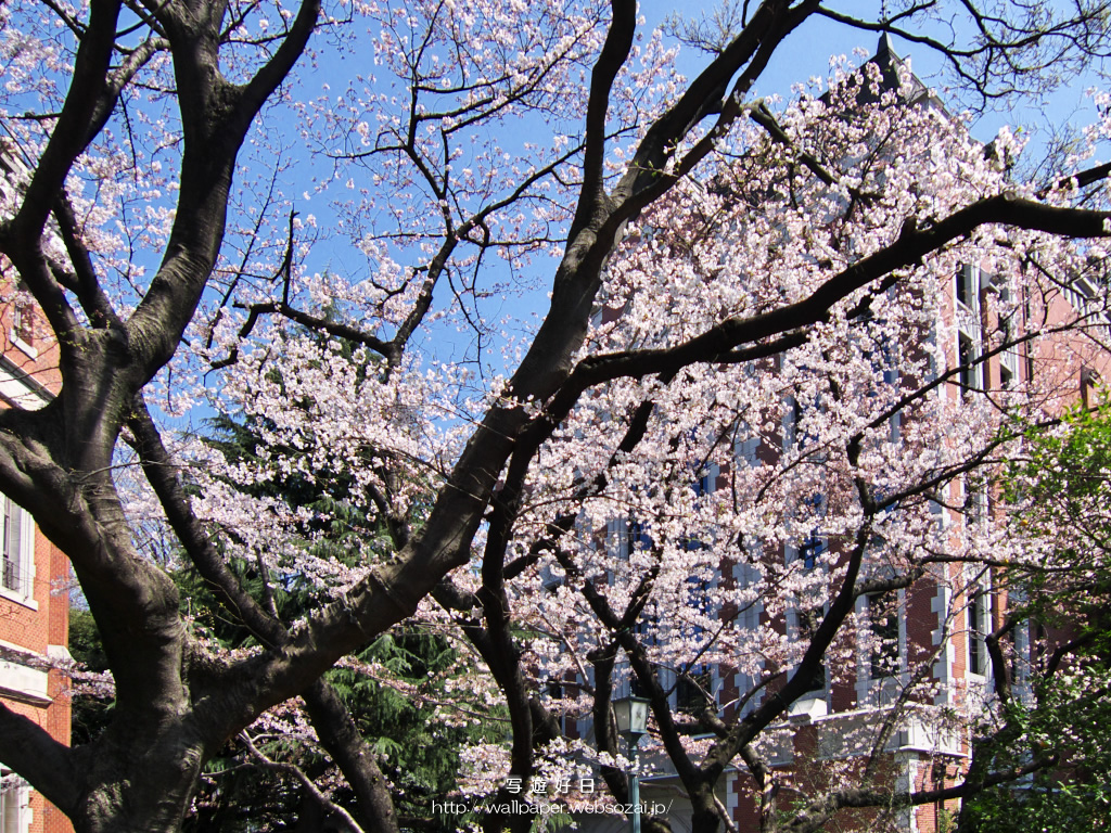 無料の高画質デスクトップ壁紙…桜の学舎