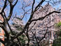 デスクトップ壁紙 ― 桜の学舎 ―