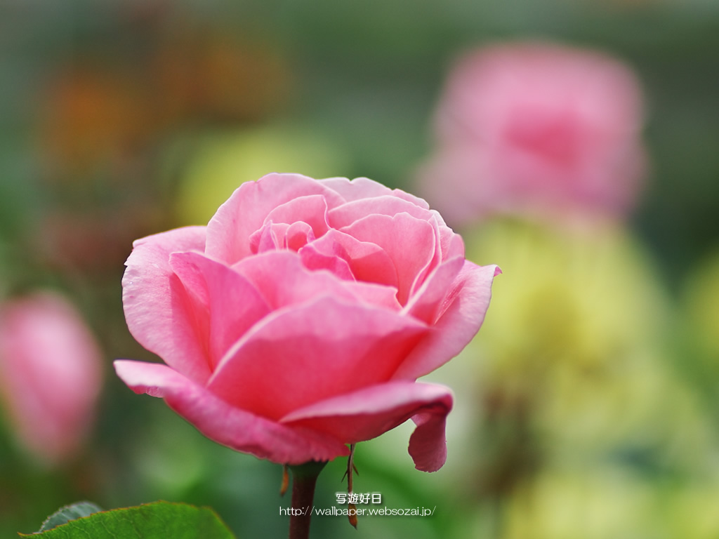 “高画質”デスクトップ壁紙 ― 薔薇・バラ ―