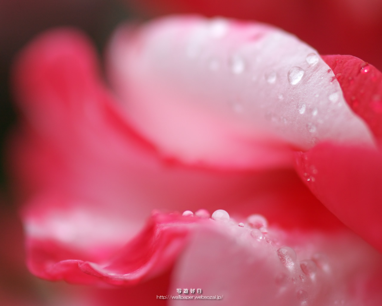 高画質デスクトップ壁紙…紅い花弁