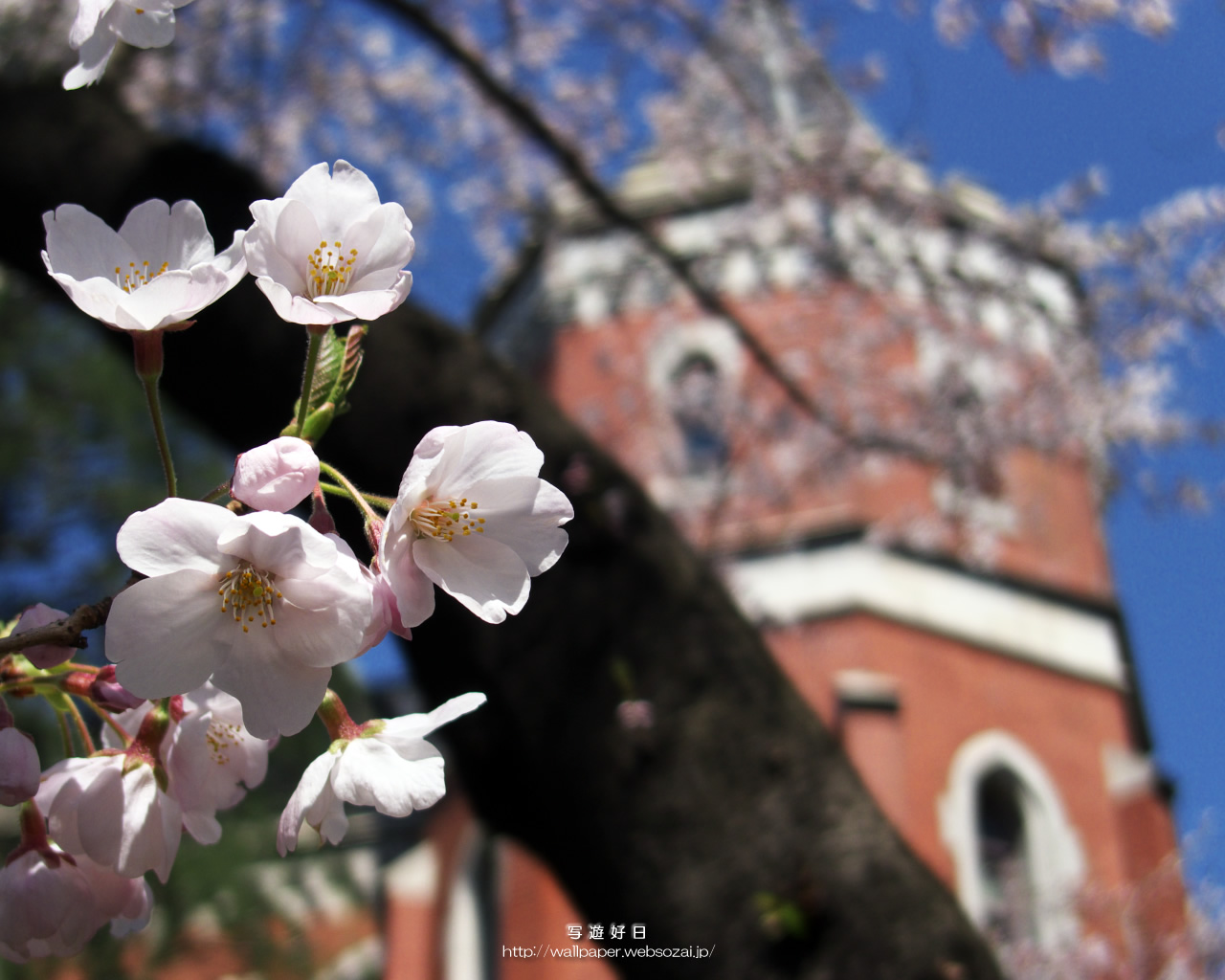 高画質デスクトップ壁紙…桜の学舎