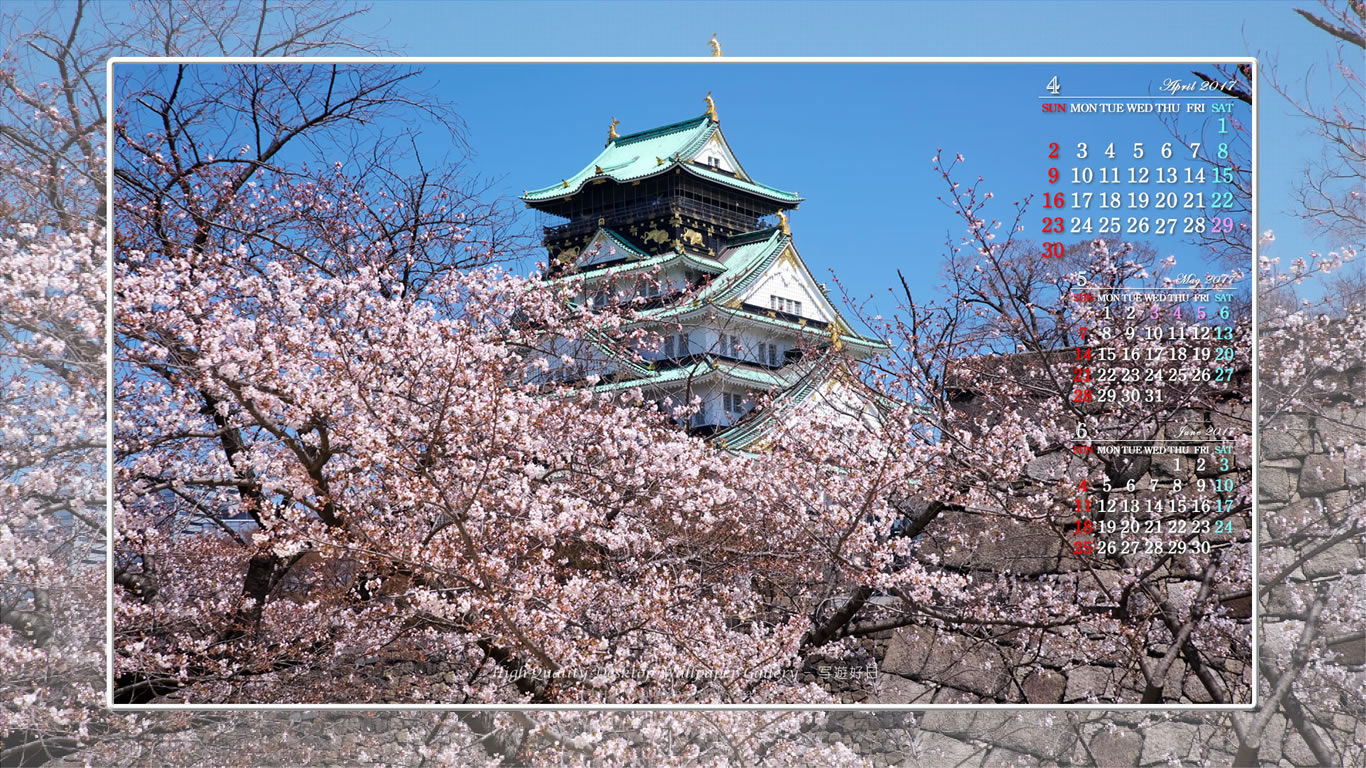 大阪城の桜-2の壁紙／Monthly Wallpaper (1366×768)