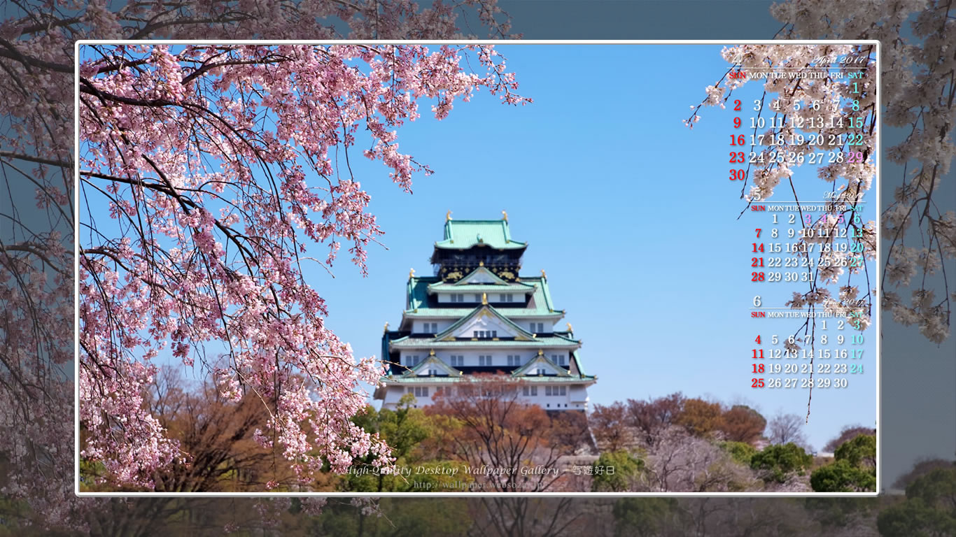 大阪城の桜-3の壁紙／Monthly Wallpaper (1366×768)