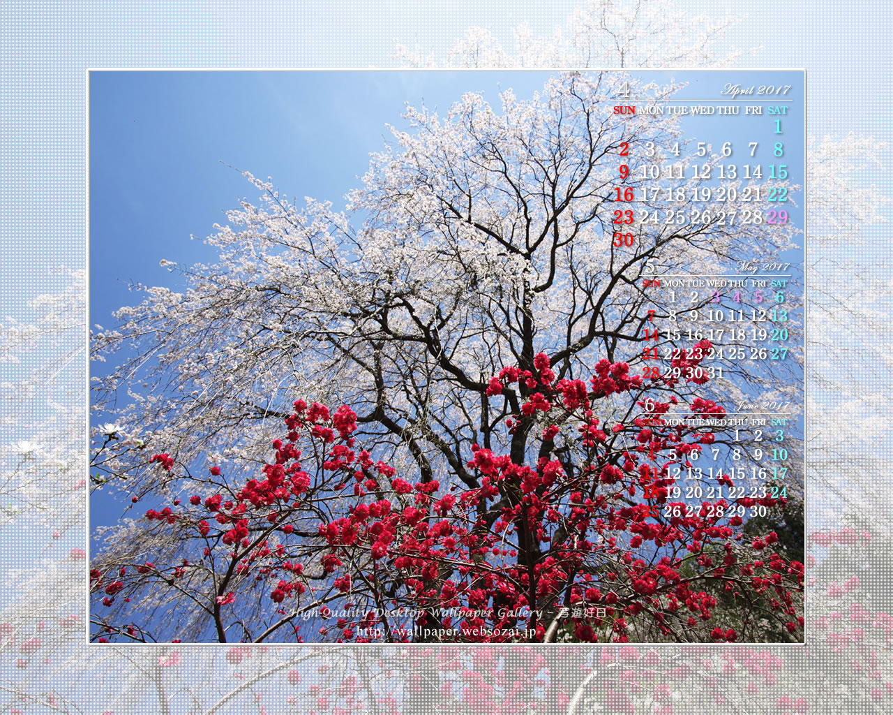 枝垂桜と紅梅の壁紙／Monthly Wallpaper (1280×1024)