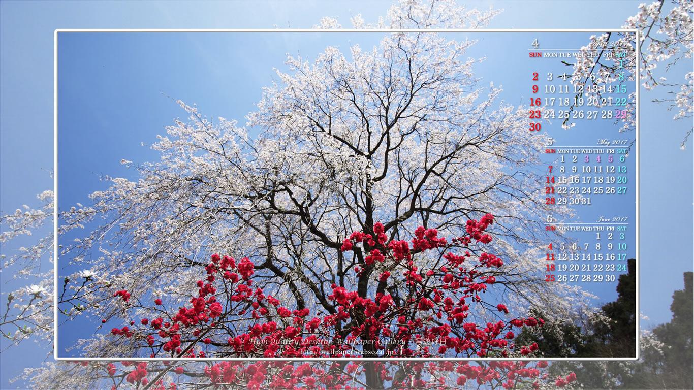 枝垂桜と紅梅の壁紙／Monthly Wallpaper (1366×768)
