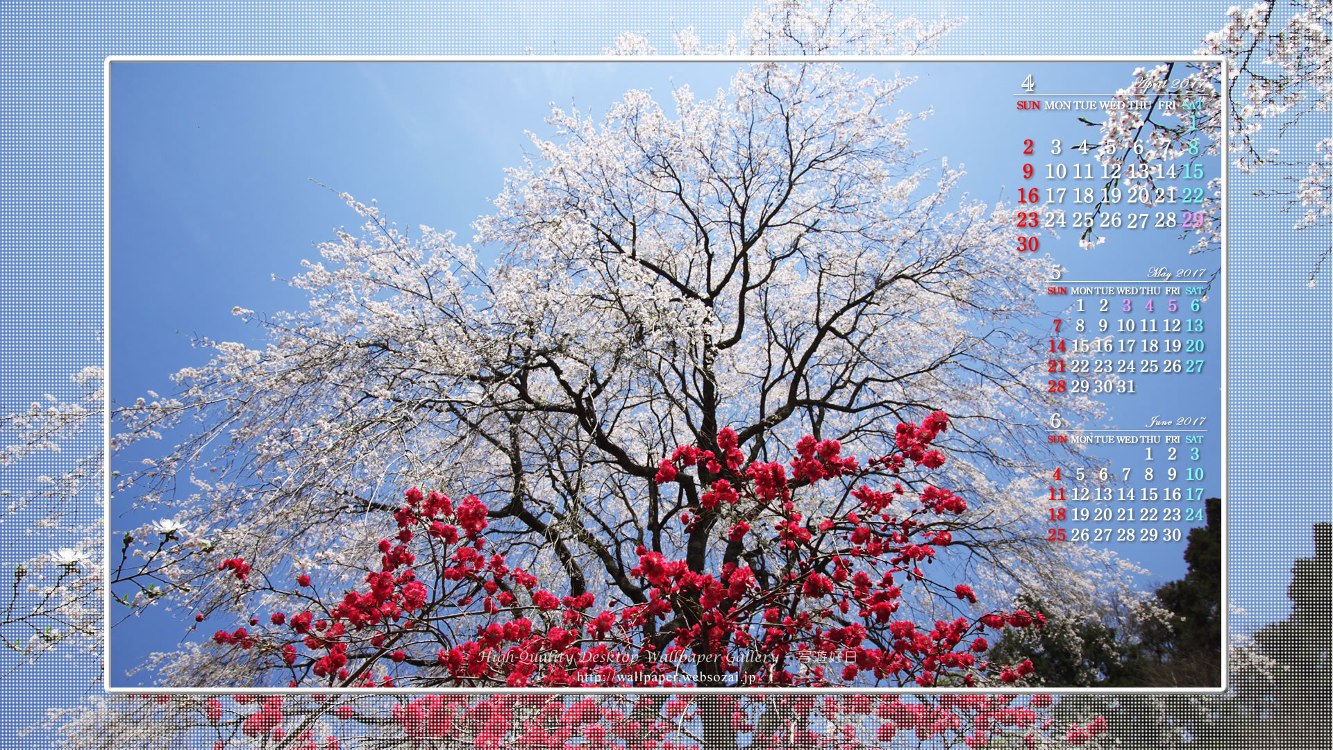枝垂桜と紅梅の壁紙／Monthly Wallpaper (1920×1080)