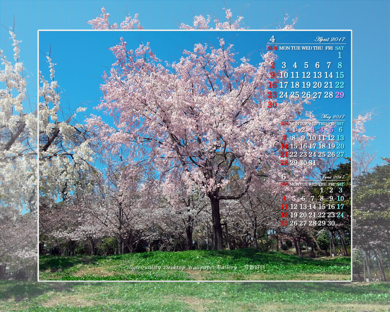 大阪城の桜-4の壁紙／Monthly Wallpaper (1280×1024)