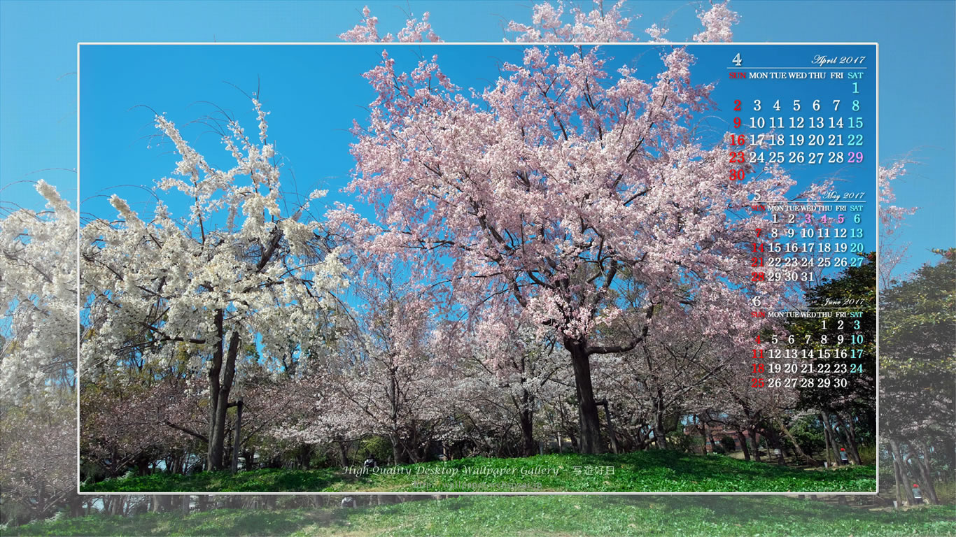 大阪城の桜-4の壁紙／Monthly Wallpaper (1366×768)