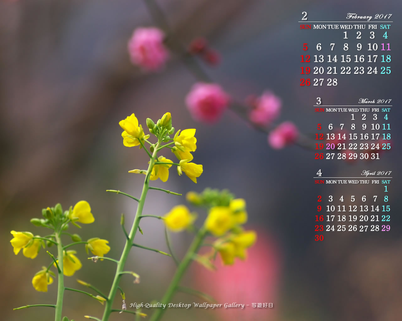 菜の花と紅梅の壁紙／Monthly Wallpaper (1280×1024)