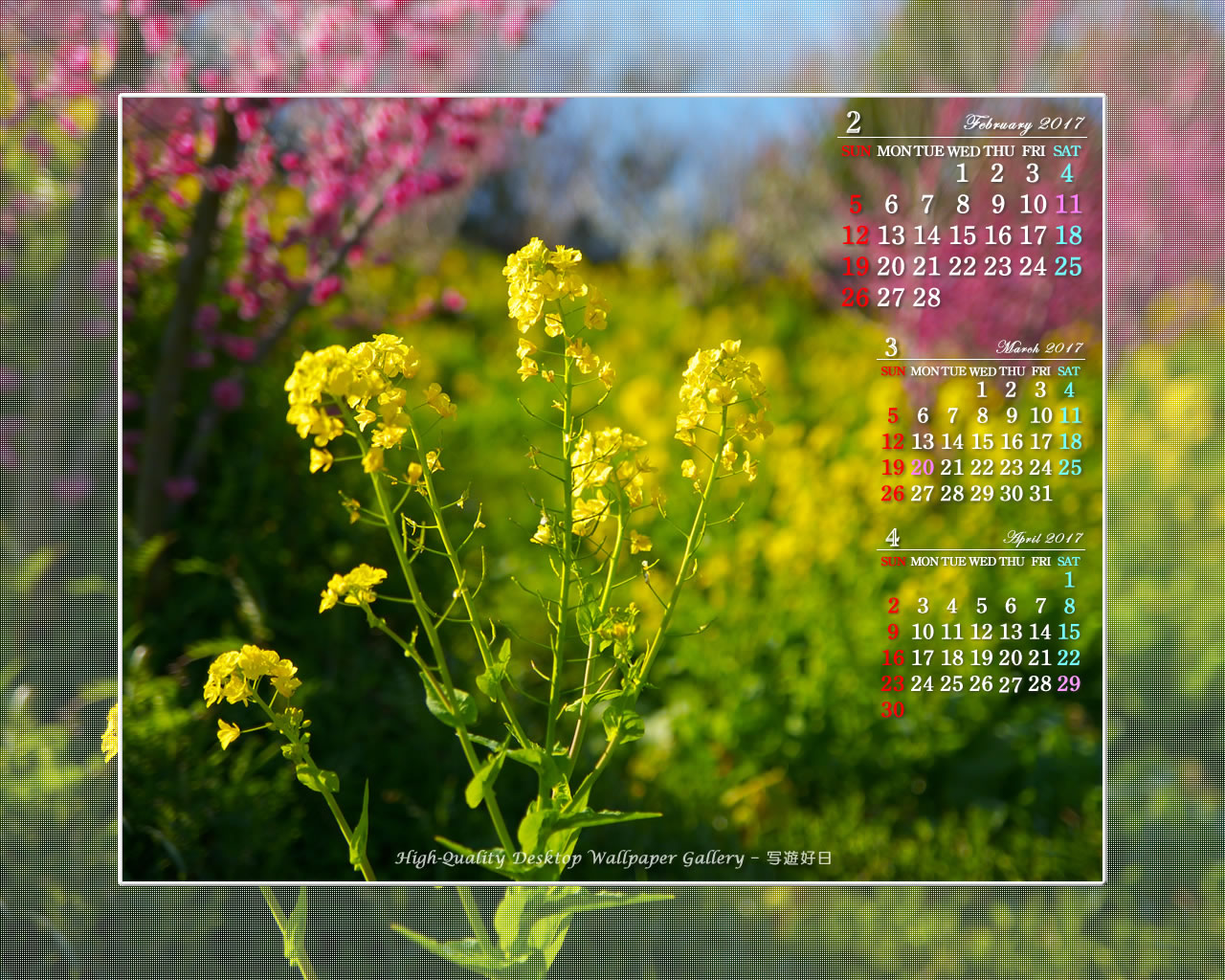 菜の花の壁紙／Monthly Wallpaper (1280×1024)