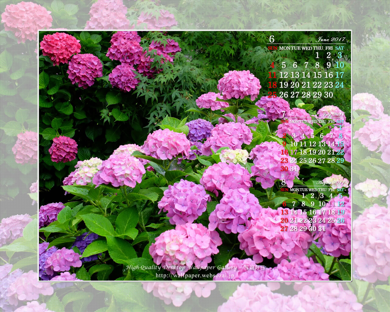 紫陽花-3の壁紙／Monthly Wallpaper (1280×1024)