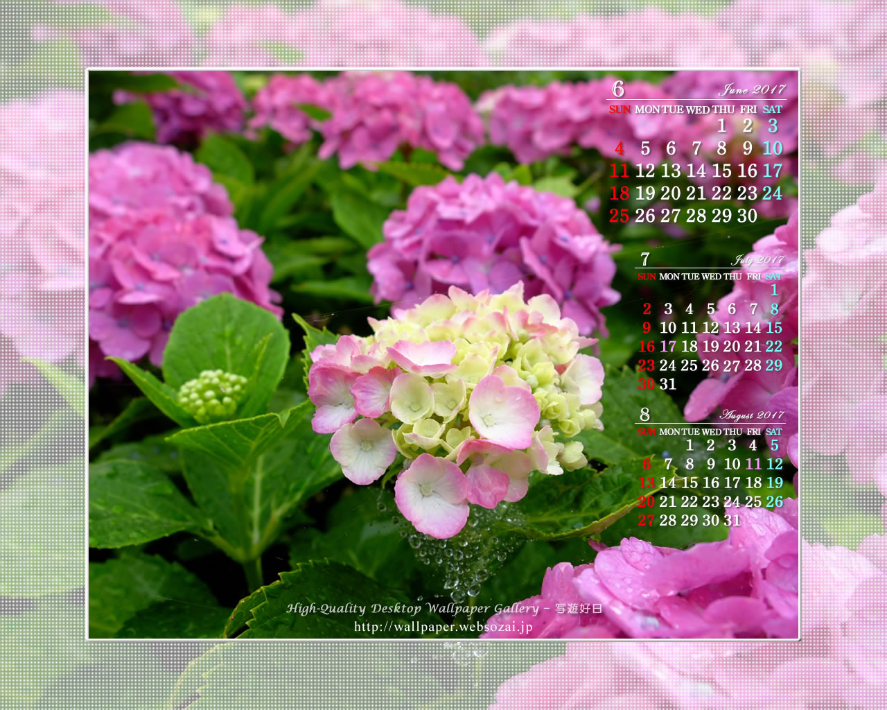 紫陽花-7の壁紙／Monthly Wallpaper (1280×1024)