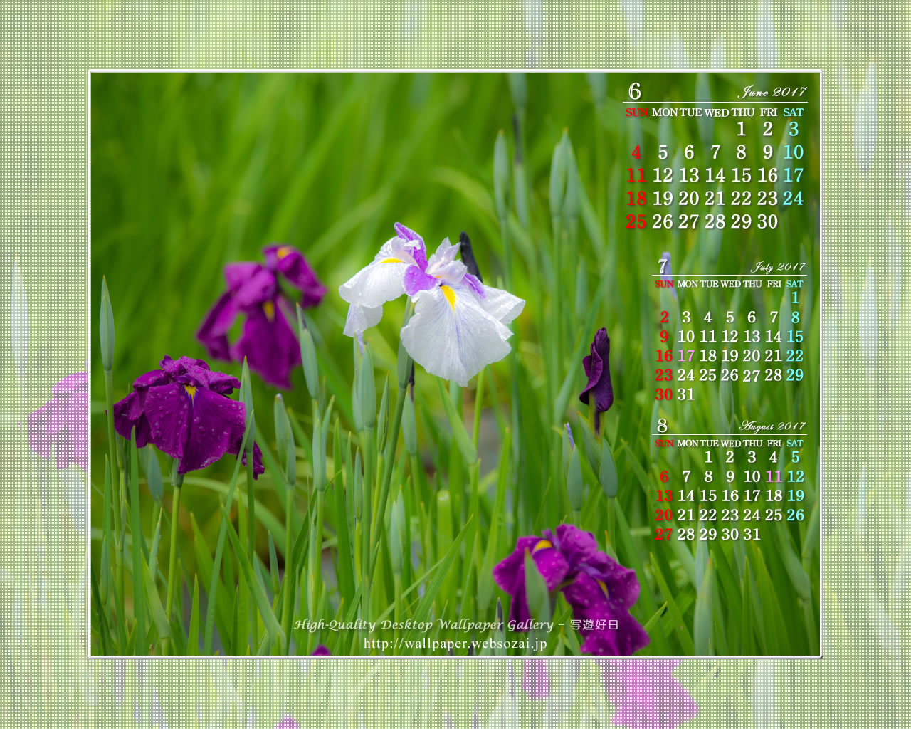 紫陽花-10の壁紙／Monthly Wallpaper (1280×1024)