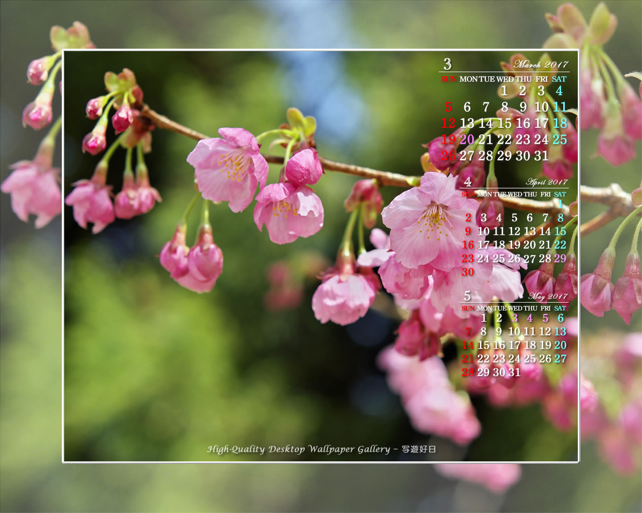 彼岸桜の壁紙／Monthly Wallpaper (1280×1024)