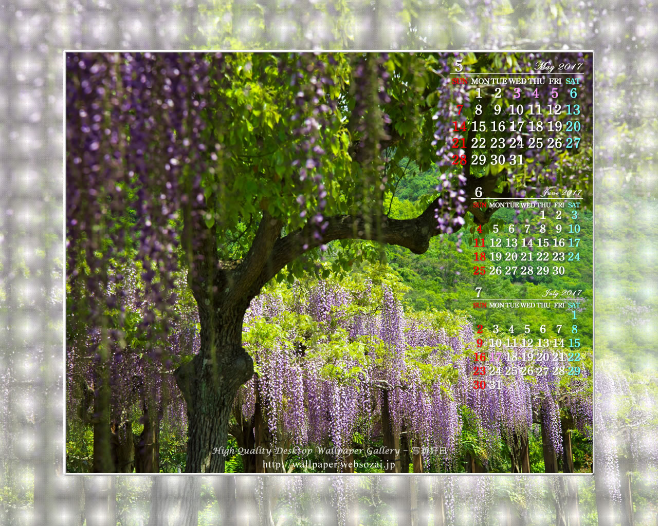 藤の花-1の壁紙／Monthly Wallpaper (1280×1024)