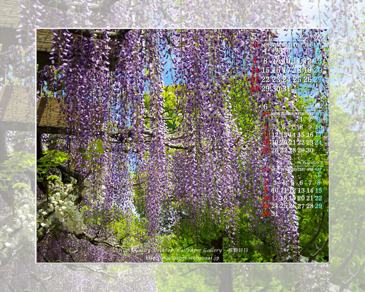 藤の花-9の壁紙／Monthly Wallpaper (1280×1024)