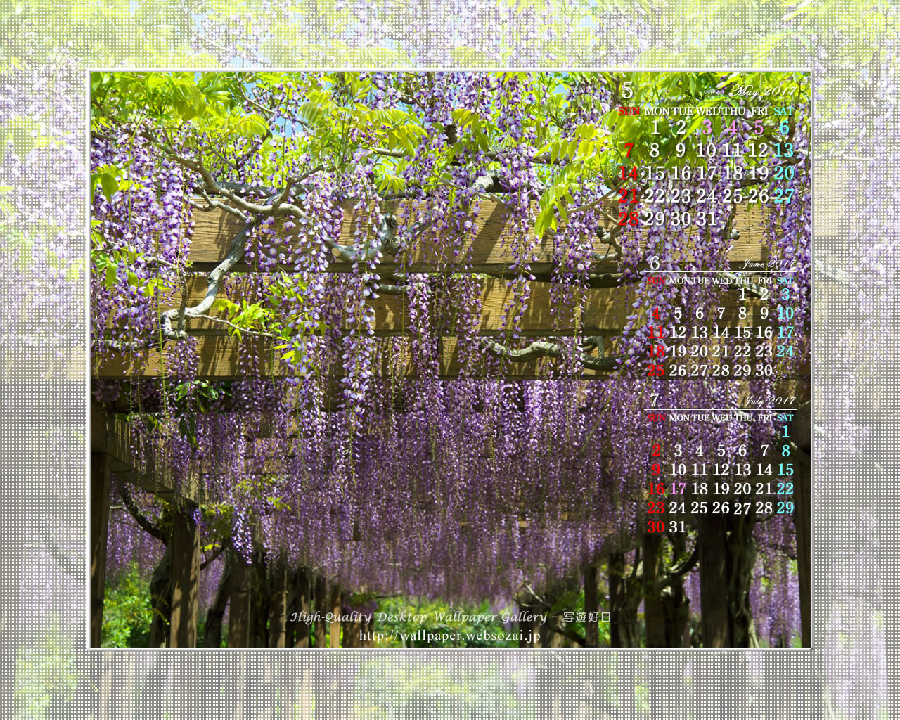 藤の花-11の壁紙／Monthly Wallpaper (1280×1024)