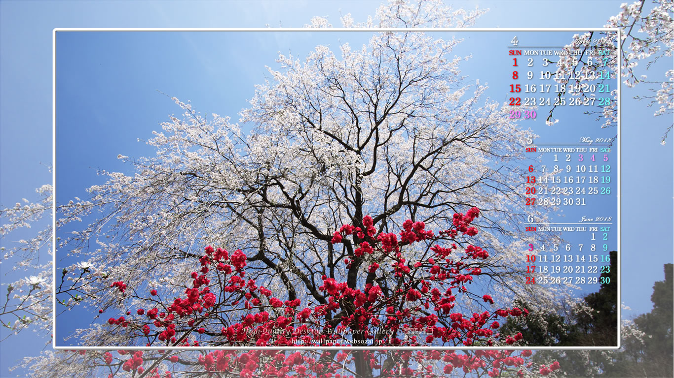 山里の枝垂桜の壁紙／Monthly Wallpaper (1366×768)