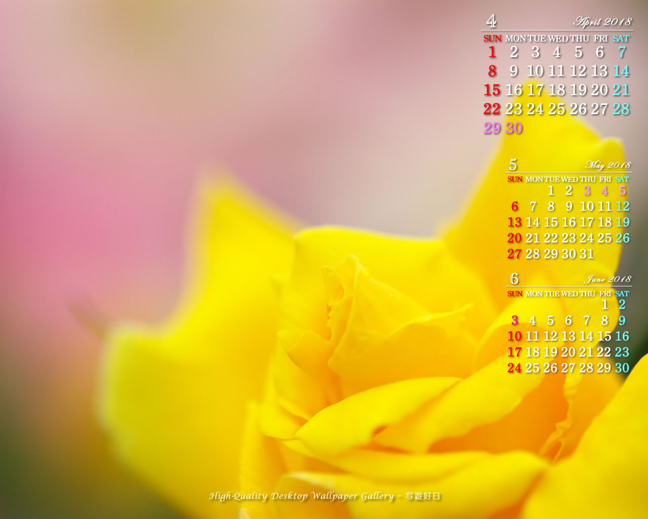 黄色い薔薇の壁紙／Monthly Wallpaper (1280×1024)