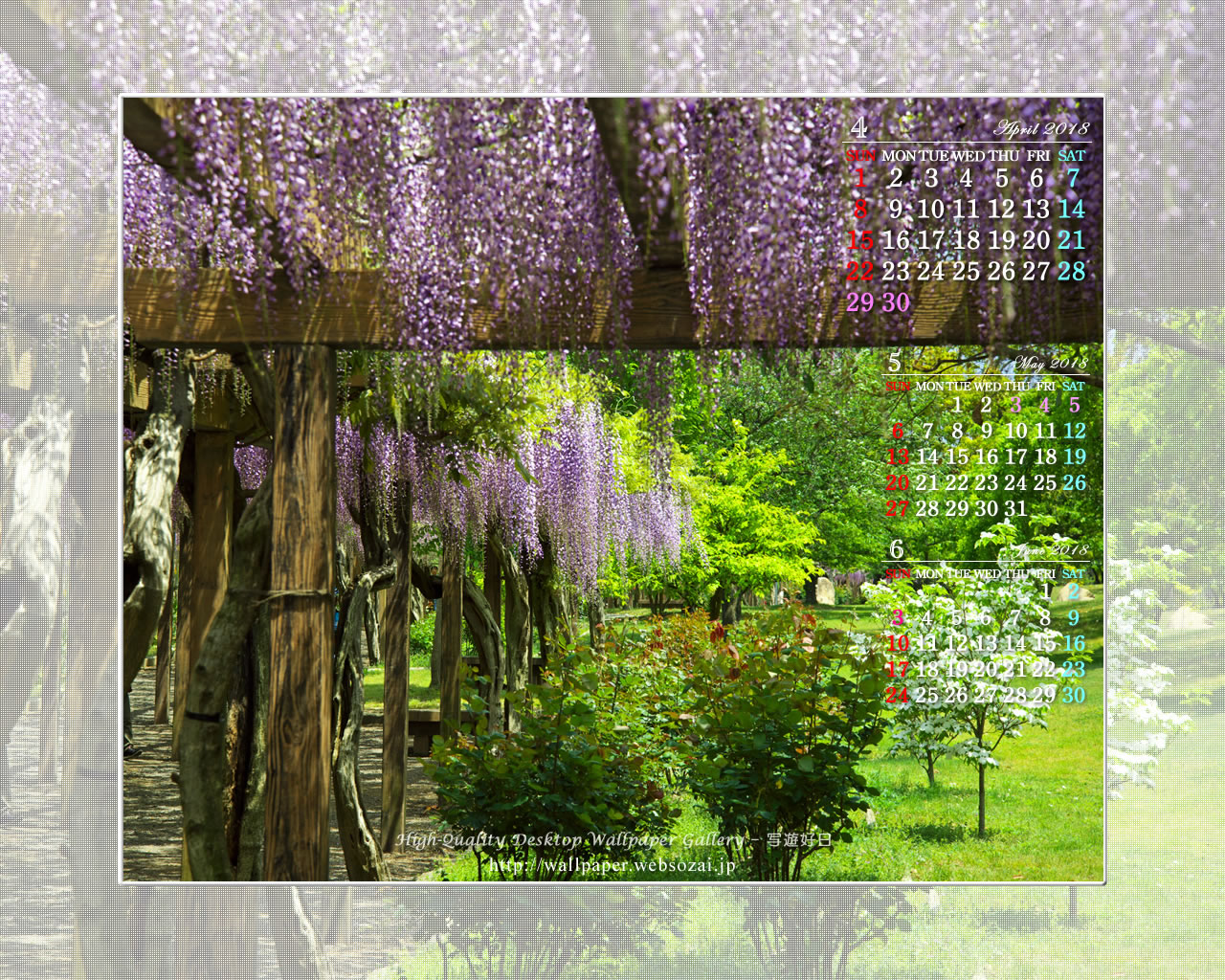 藤の花とハナミズキの壁紙／Monthly Wallpaper (1280×1024)