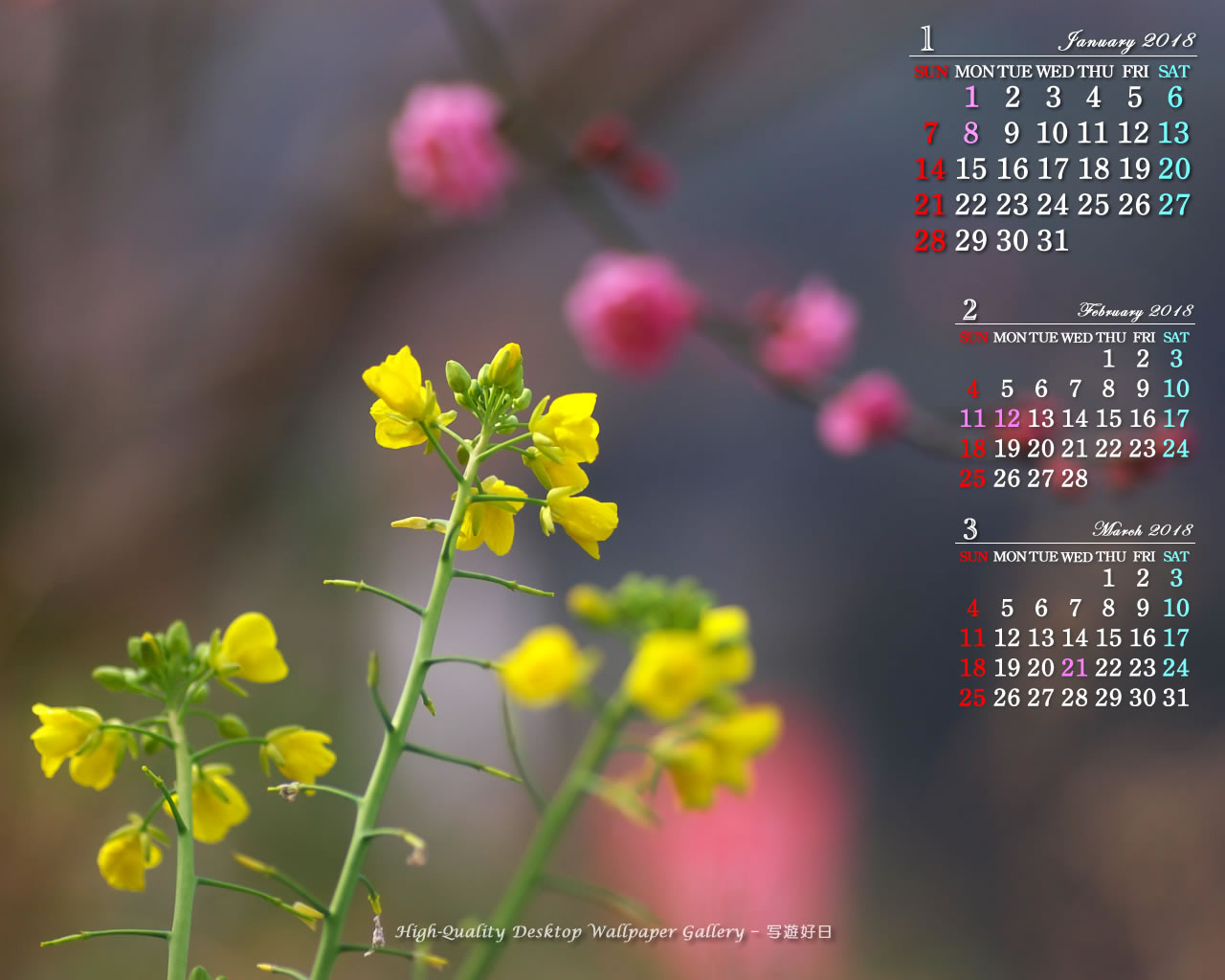 菜の花と梅の壁紙／Monthly Wallpaper (1280×1024)
