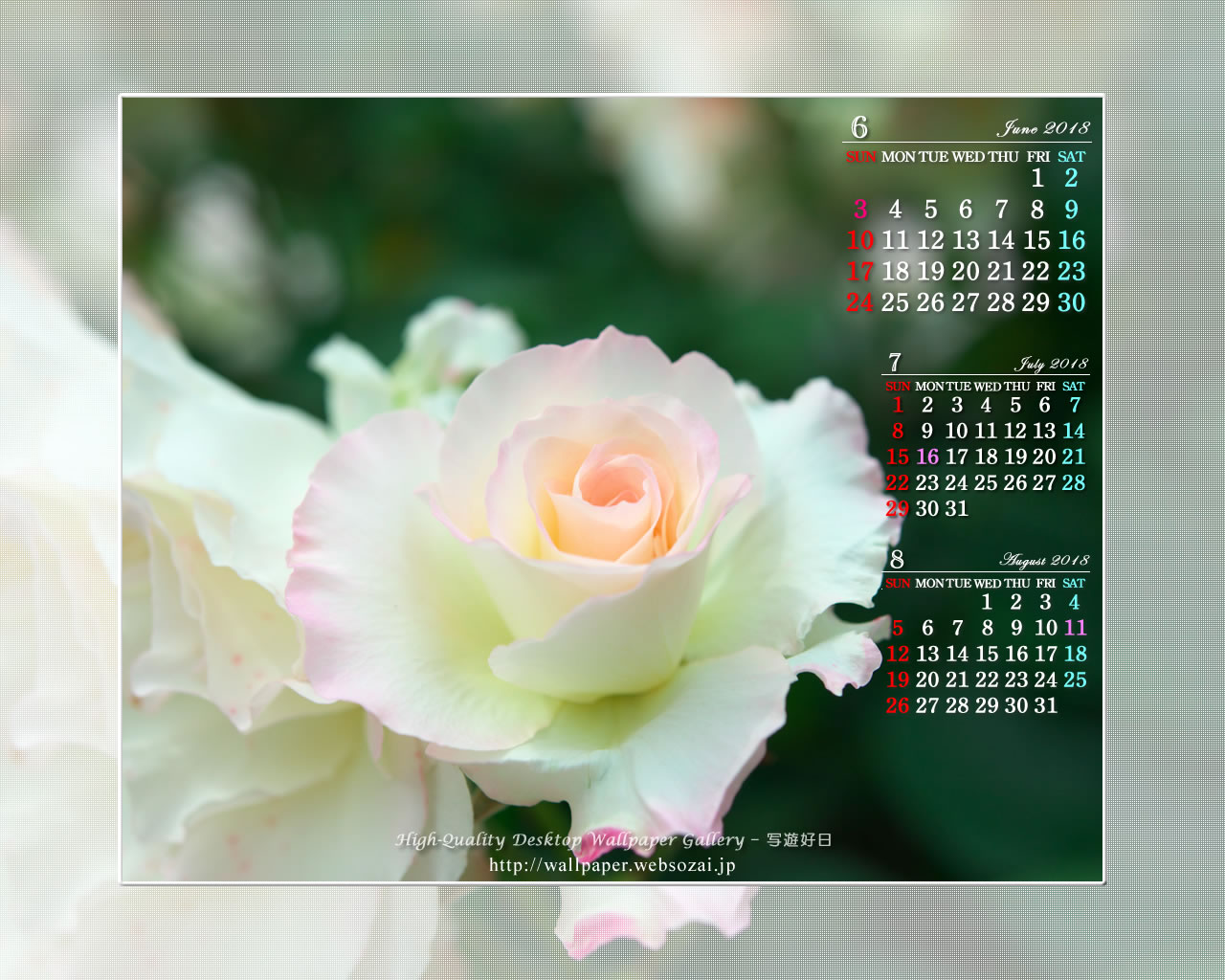 白い薔薇の壁紙／Monthly Wallpaper (1280×1024)