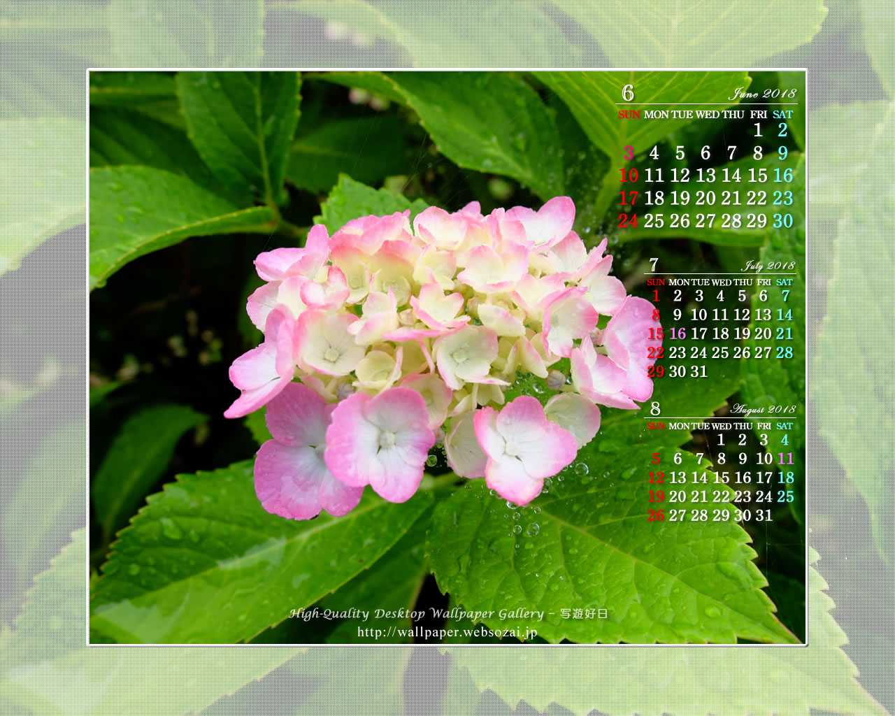 紫陽花-3の壁紙／Monthly Wallpaper (1280×1024)