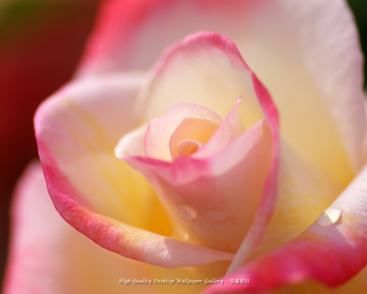 陽光の中の薔薇の壁紙／Wallpaper of Rose (1280×1024)