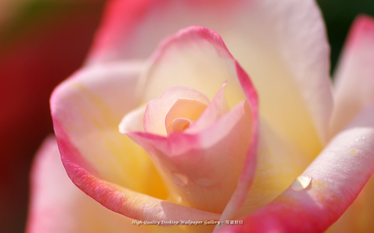 陽光の中の薔薇の壁紙／Wallpaper of Rose (1280×800)