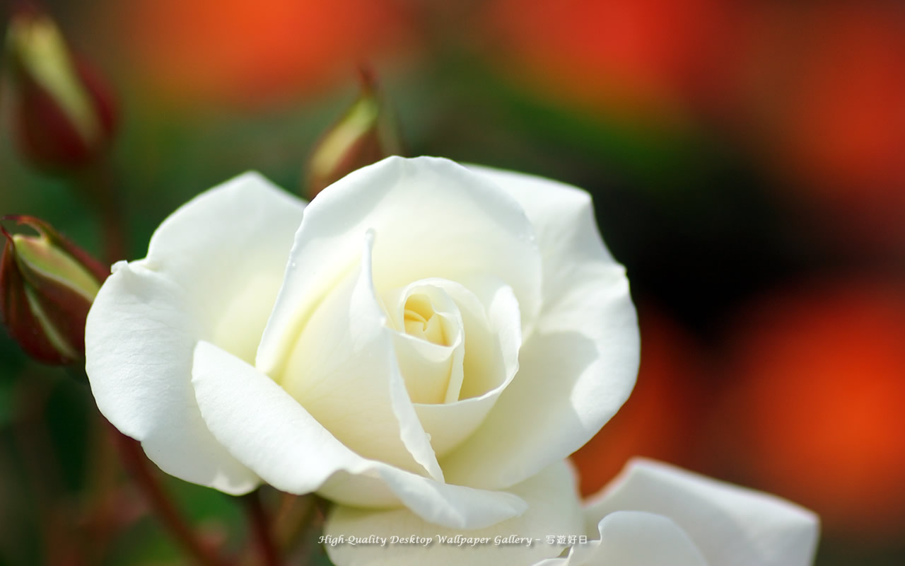 白い薔薇の壁紙／Wallpaper of Rose (1280×800)