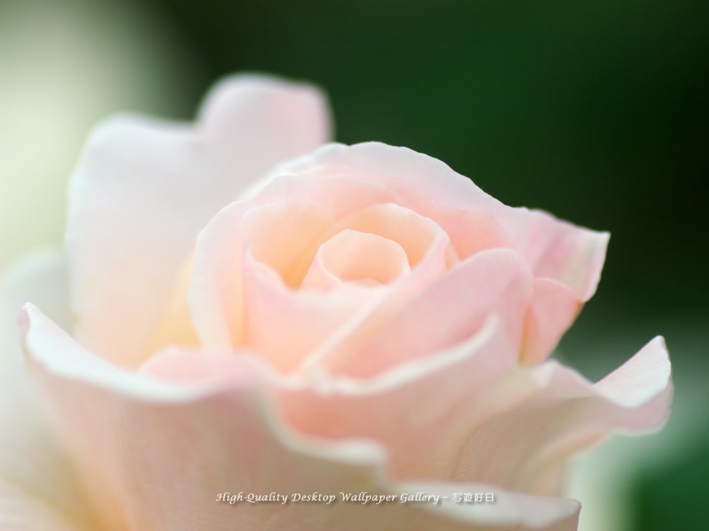 気品の壁紙／Wallpaper of Noble Rose (1024×768)