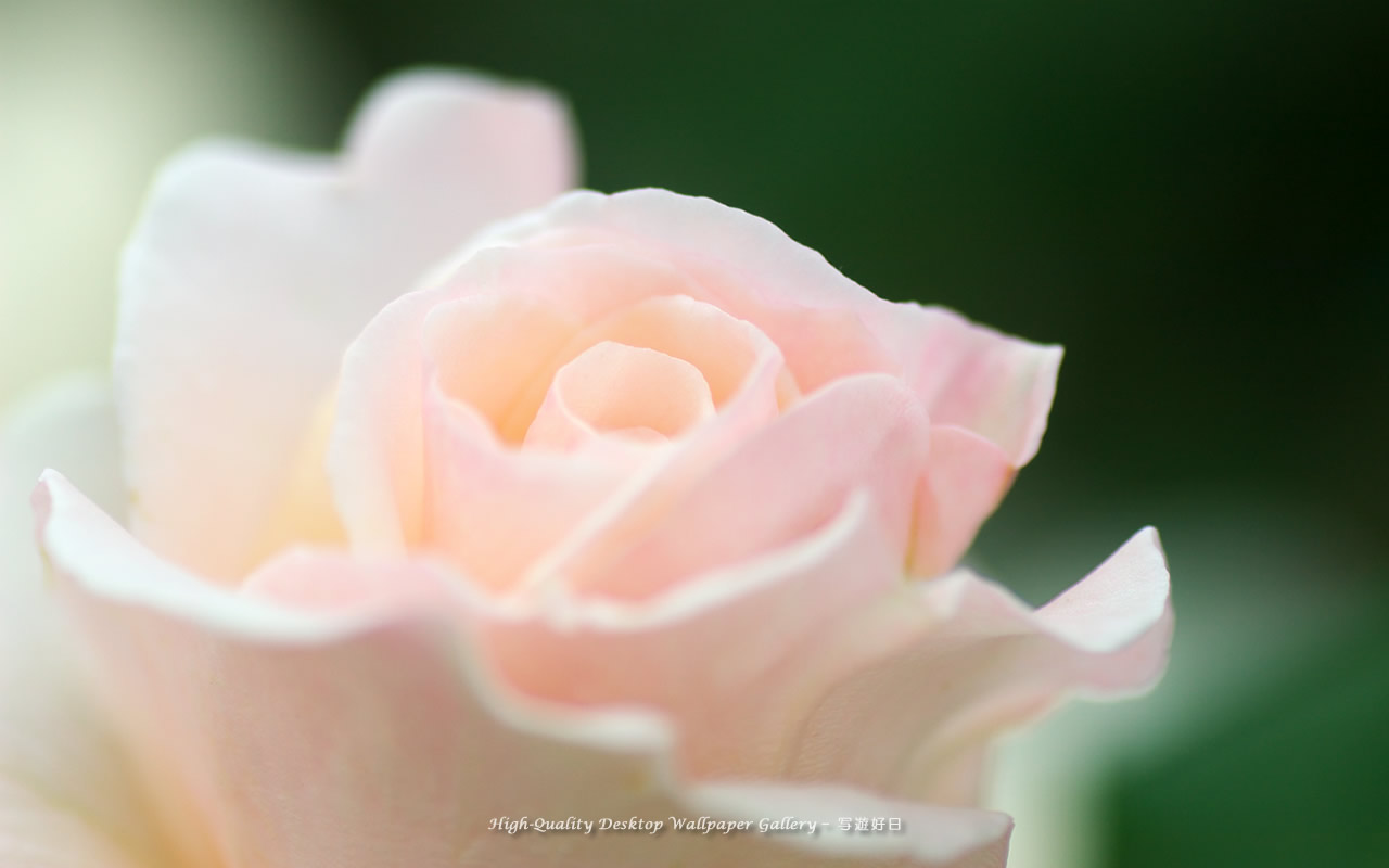 気品の壁紙／Wallpaper of Noble Rose (1280×800)
