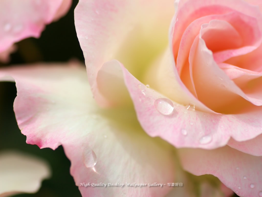 薔薇の雫の壁紙／Wallpaper of Rose with a dew (1024×768)