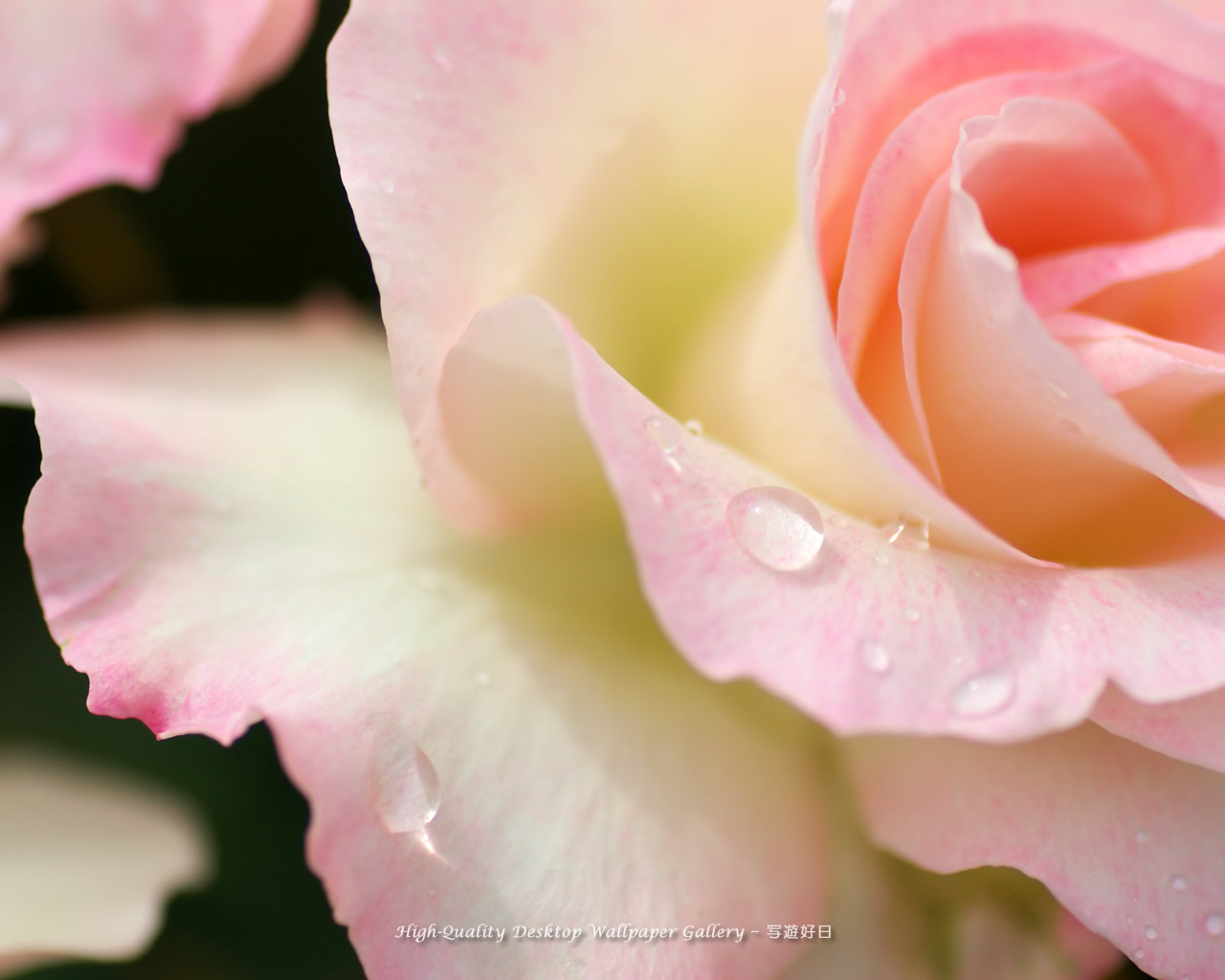 薔薇の雫の壁紙／Wallpaper of Rose with a dew (1280×1024)