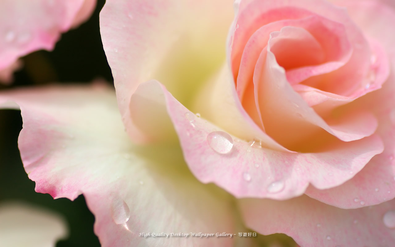 薔薇の雫の壁紙／Wallpaper of Rose with a dew (1280×800)