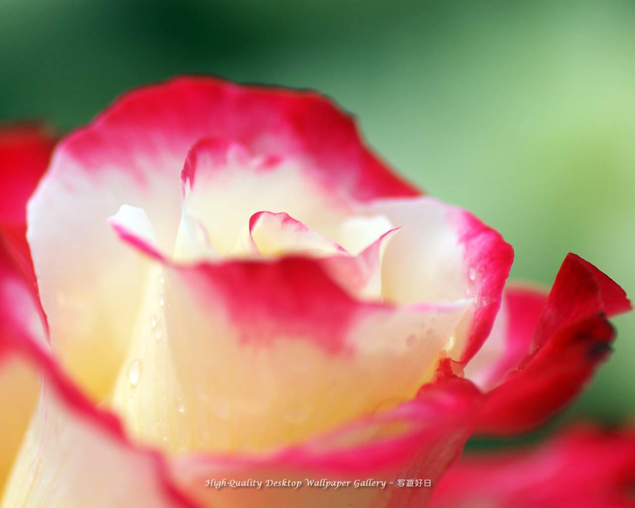 微笑の壁紙／Wallpaper of Rose with a smile (1280×1024)