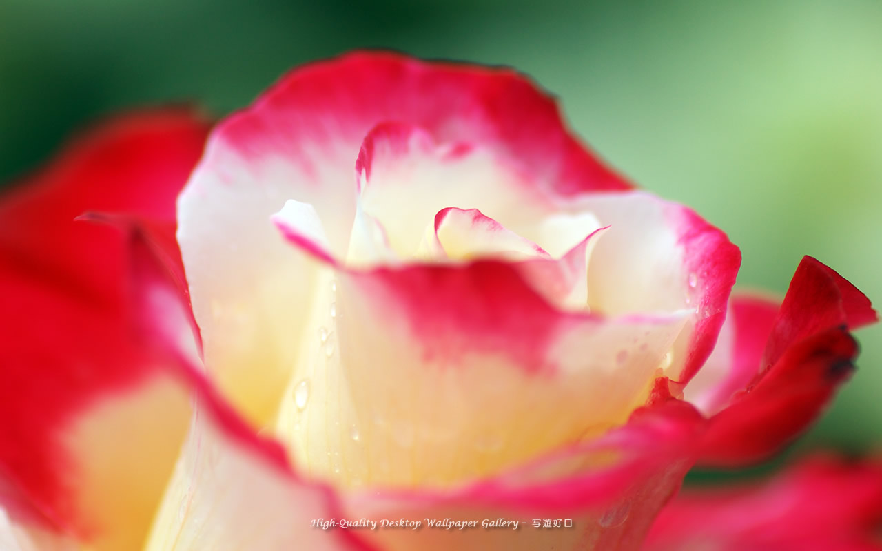 微笑の壁紙／Wallpaper of Rose with a smile (1280×800)
