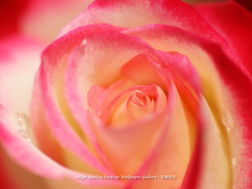 花心の壁紙／Wallpaper of Center of Rose (1024×768)