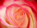 「薔薇・バラ」の壁紙(12)ダウンロード | Go to the download page of Rose