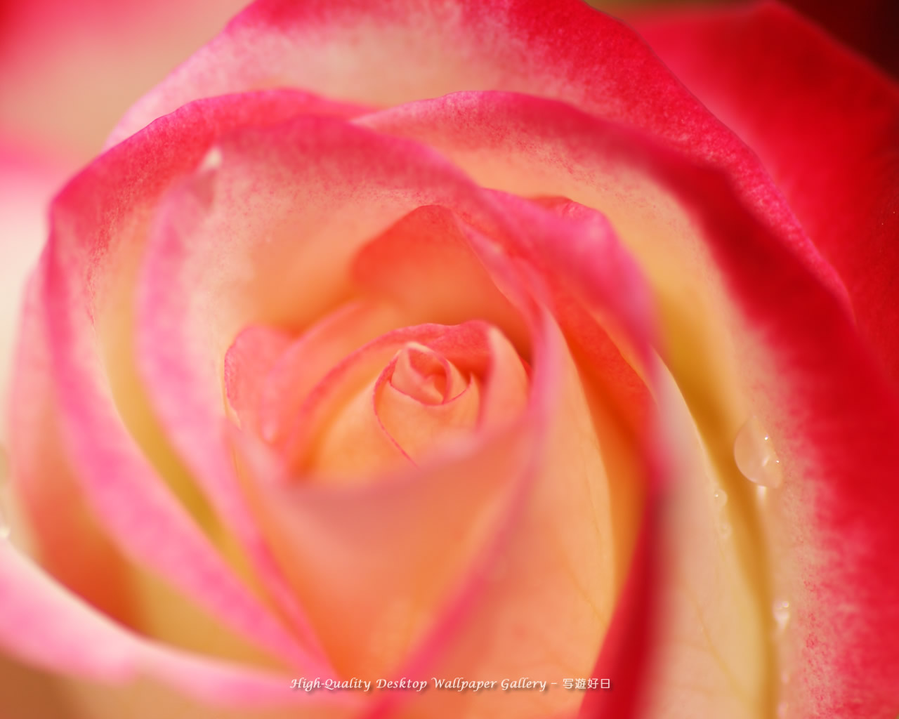 花心の壁紙／Wallpaper of Center of Rose (1280×1024)