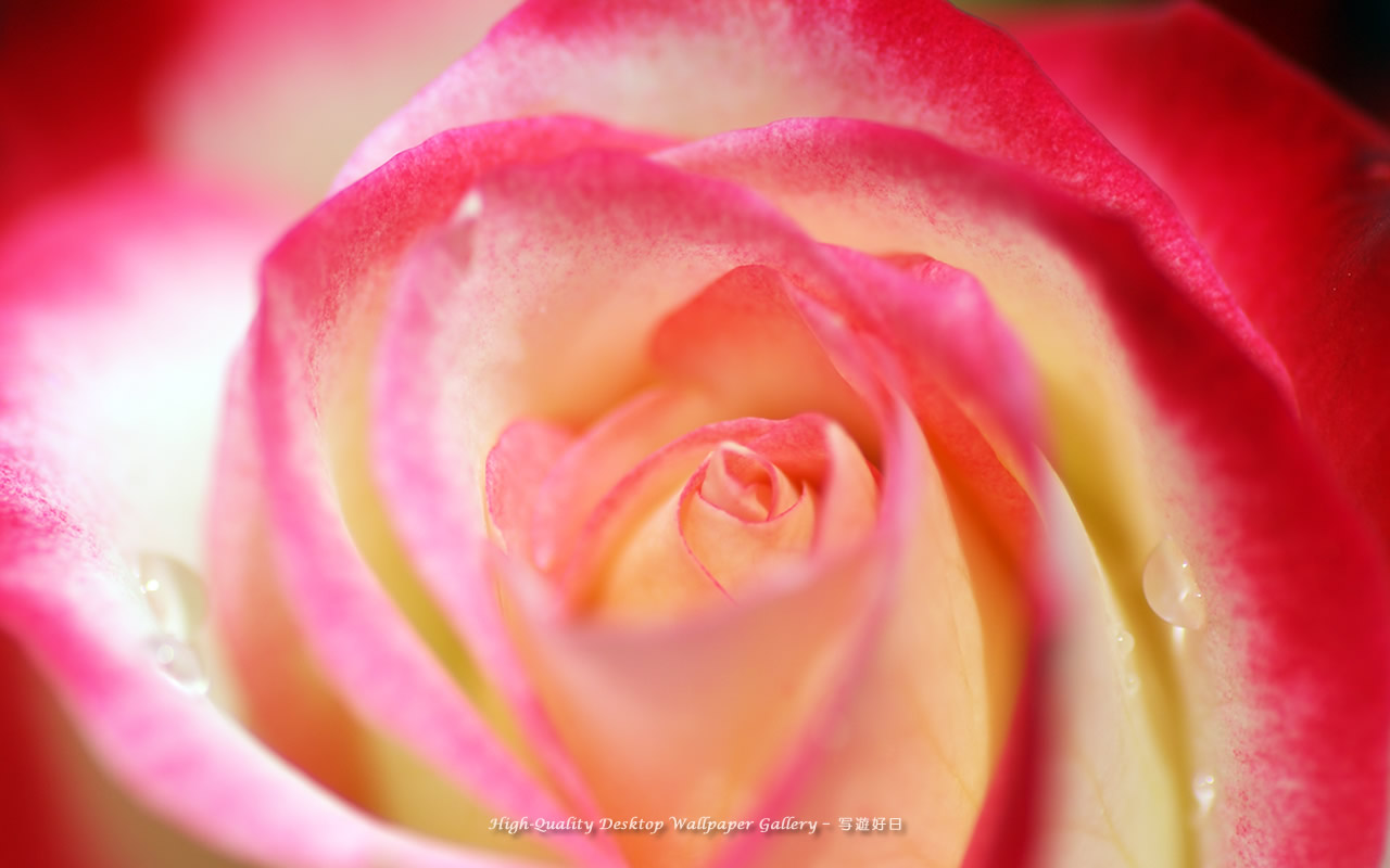 花心の壁紙／Wallpaper of Center of Rose (1280×800)