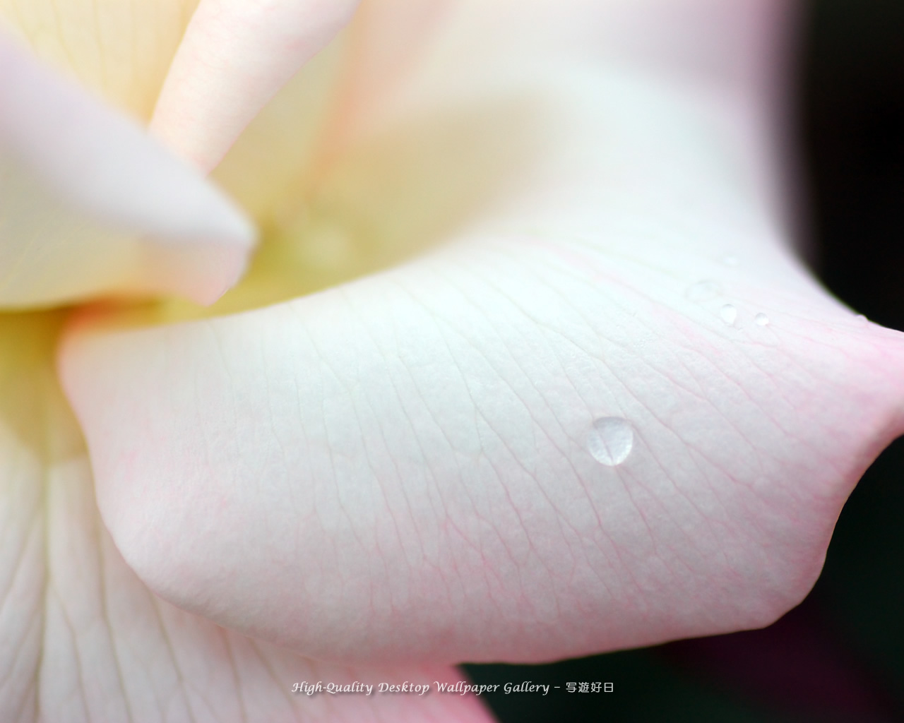 雫の壁紙／Wallpaper of Dew on a Rose (1280×1024)