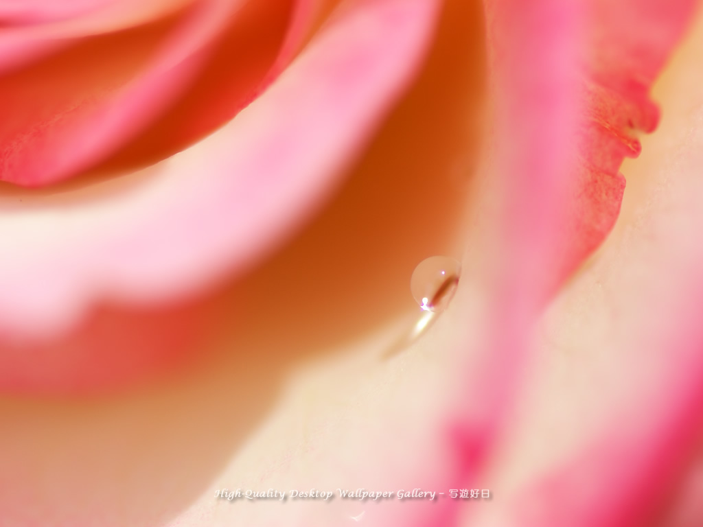 バラと雫の壁紙／Wallpaper of Dew on a petal (1024×768)
