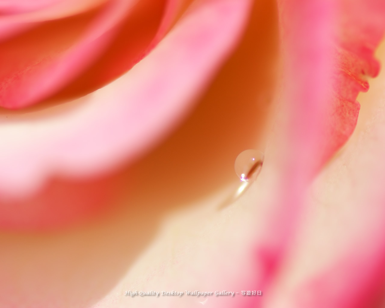 バラと雫の壁紙／Wallpaper of Dew on a petal (1280×1024)