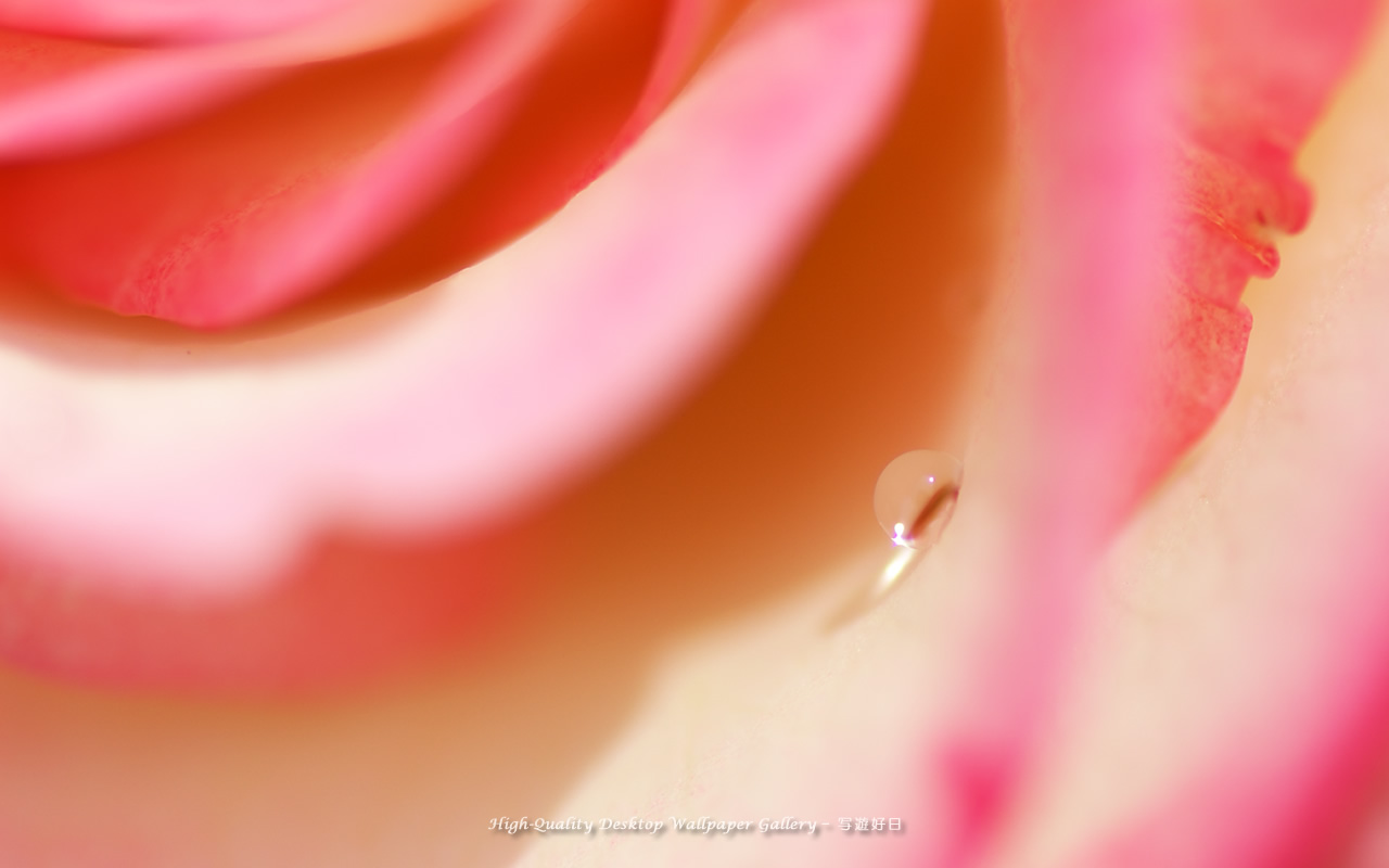 バラと雫の壁紙／Wallpaper of Dew on a petal (1280×800)