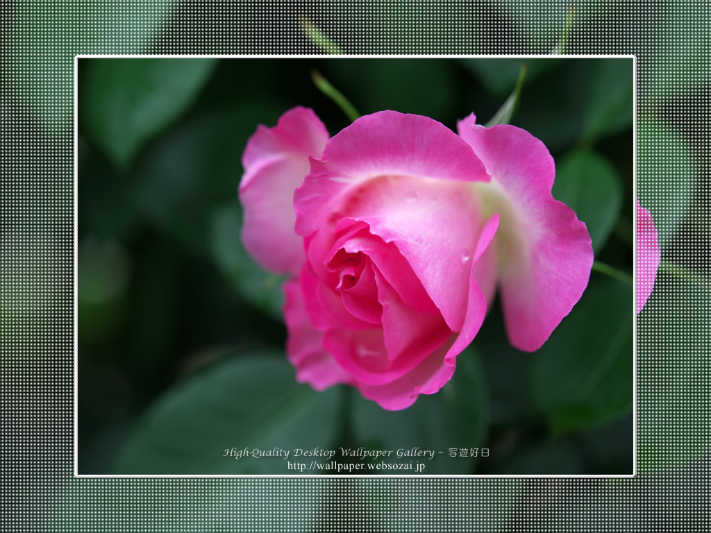バラ・薔薇の壁紙／Wallpaper of Rose (1024×768)