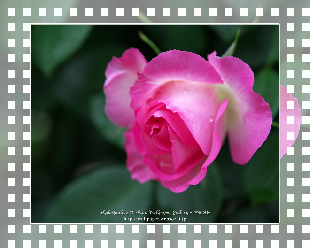 バラ・薔薇の壁紙／Wallpaper of Rose (1280×1024)