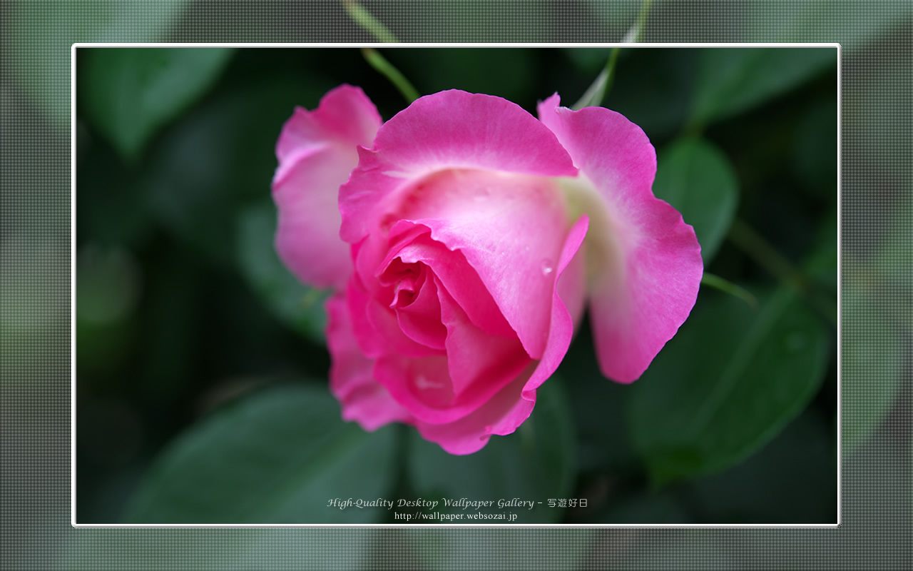 バラ・薔薇の壁紙／Wallpaper of Rose (1280×800)