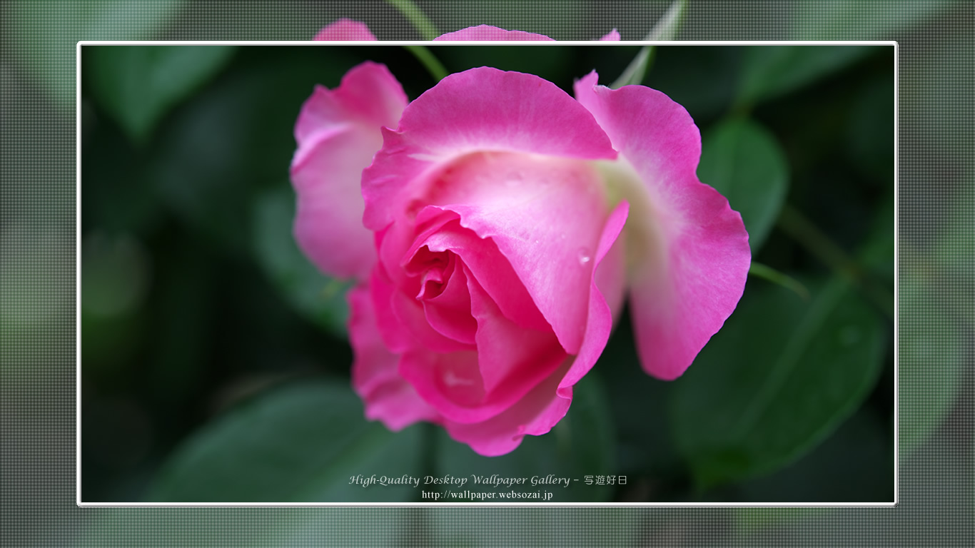 バラ・薔薇の壁紙／Wallpaper of Rose (1366×768)