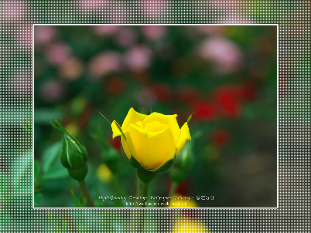 バラ・薔薇の壁紙／Wallpaper ofバラ・薔薇 | Rose-3 (1024×768)